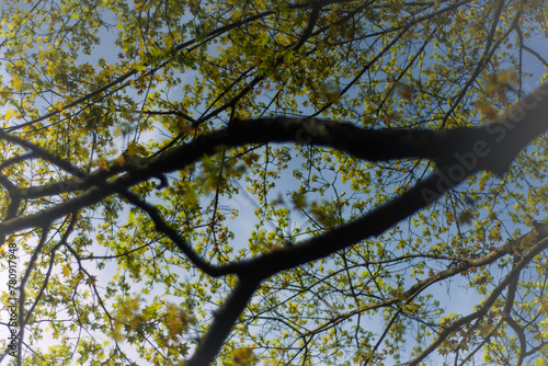 Rosnące wiosną na drzewie listki na tle nieba © Grzegorz Polak