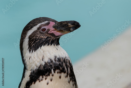 Head shot of a Humboldt penguin  spheniscus humboldti 