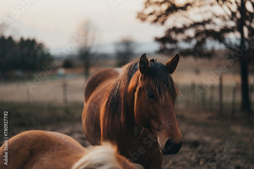 Horse at the farm during sunset.