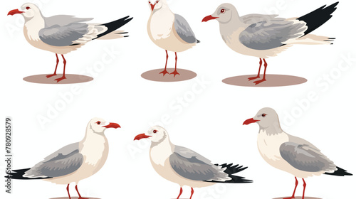 Beautiful seagull set gray and white sea bird in di