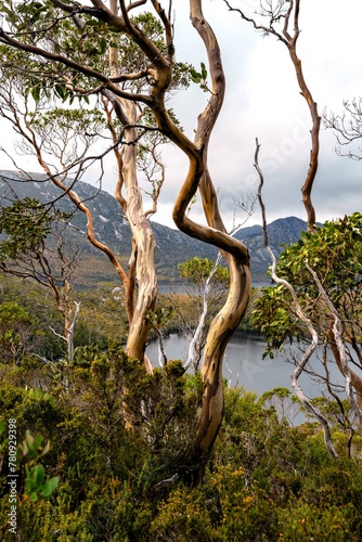 Eucalypts in the mountains