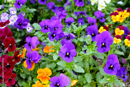 Beautiful pansy flowers in the garden
