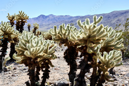 фотографія The Cholla Cactus Garden in the Pinto Basin of Joshua Tree National Park