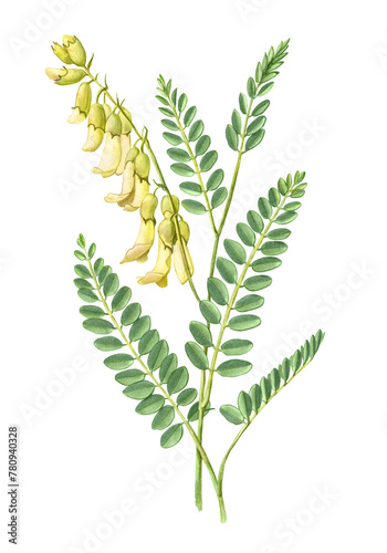 Mongolian milkvetch or Astragalus mongholicus AKA Astragalus membranaceus hand drawn pencil botanical illustration isolated on white with clipping path