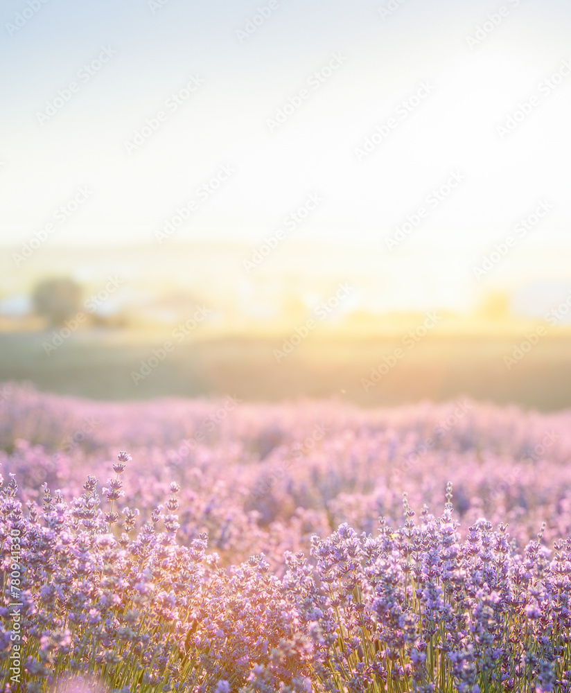 Fototapeta premium Lavender bushes closeup on sunset. Sunset gleam over purple flowers of lavender. Provence region of France.