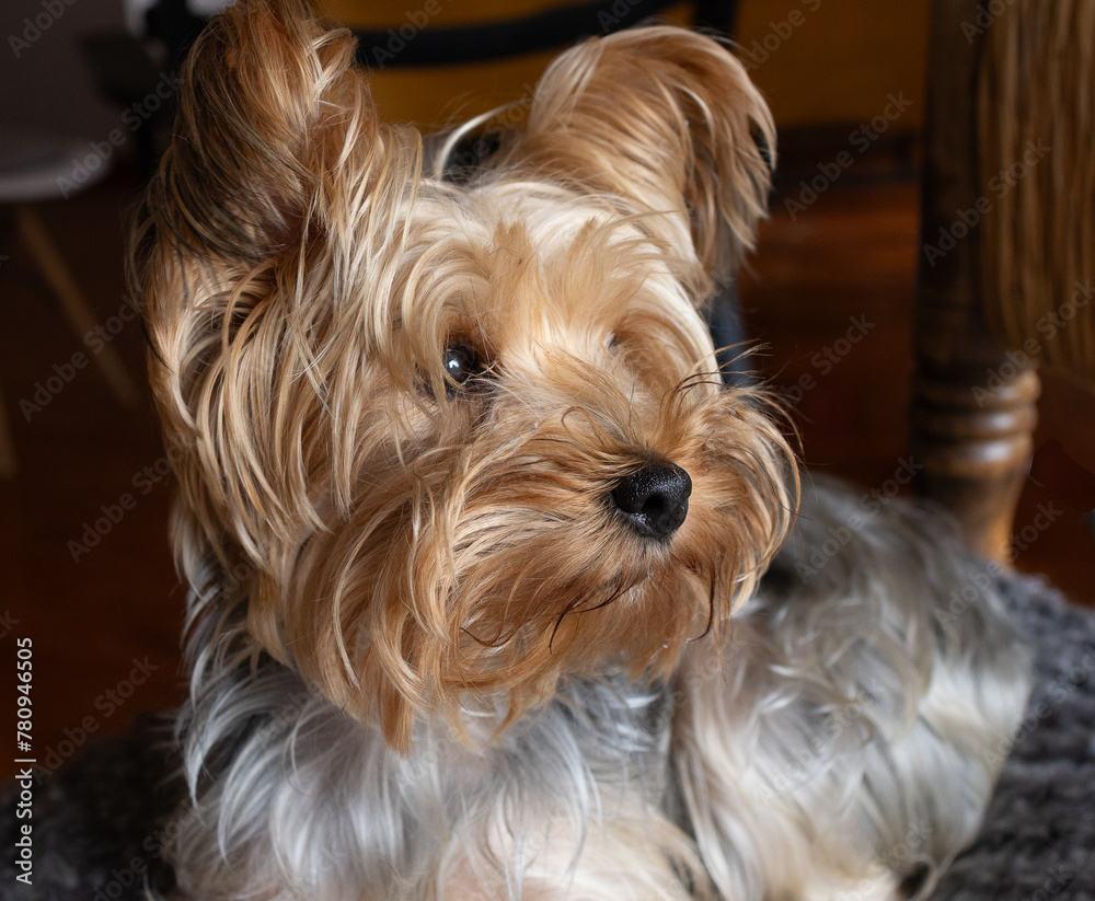 Yorkie puppy sitting next to a window looking through it. Concept adorable pets Yorkie puppy sitting next to a window looking through it. Concept adorable pets