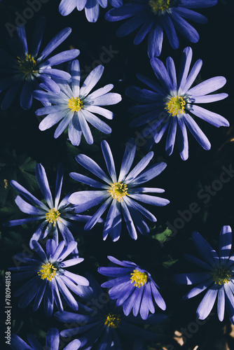 close up of a felicia blue marguerite daisy photo