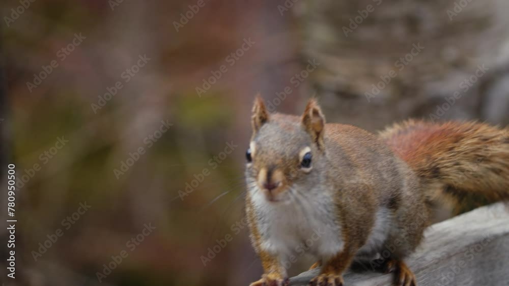 Canadian squirrel sits on two legs on a wooden railing in the forest and makes sounds. Wildlife of Canada. Popular wild animal in Canada, the Canadian squirrel. Wild squirrel in nature background Canadian squirrel sits on two legs on a wooden railing in the forest and makes sounds. Wildlife of Canada. Popular wild animal in Canada, the Canadian squirrel. Wild squirrel in nature background