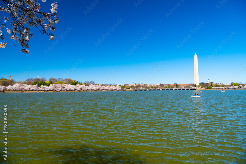 View of the Washington Monument, Tidal Basin and cherry blossom trees in spring, Washington D.C.