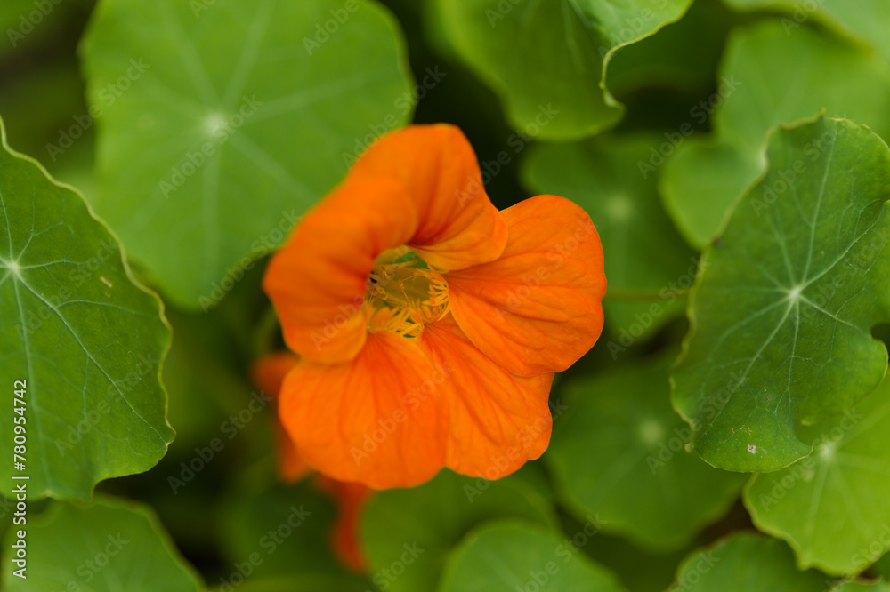 Flora of Gran Canaria - Tropaeolum majus, the garden nasturtium, introduced and invasive plant, edible, natural macro floral background
Flora of Gran Canaria - Tropaeolum majus, the garden nasturtium, introduced and invasive plant, edible, natural macro floral background