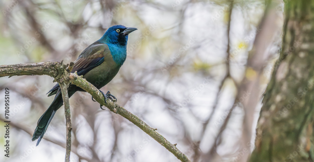 Grackle perched on a tree branch. Grackle perched on a tree branch.