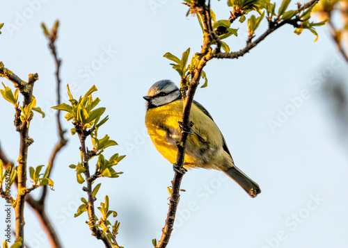 Blue Tit (Cyanistes caeruleus) - Found throughout Europe and parts of Asia photo