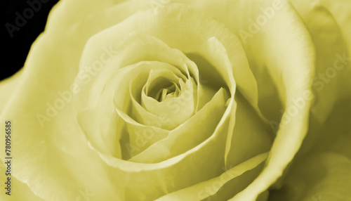 Close up macro detailed view photo of yellow color rose