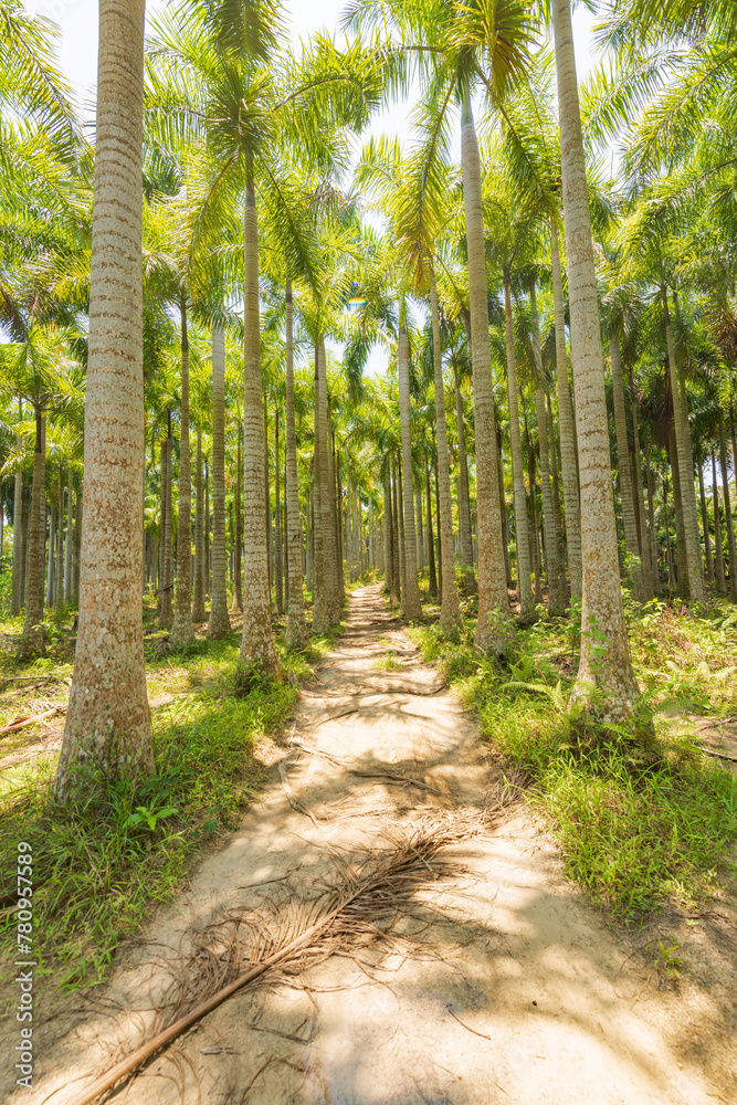 Palm tree jungle near Muse Lake in Qiongzhong, Hainan, China Palm tree jungle near Muse Lake in Qiongzhong, Hainan, China