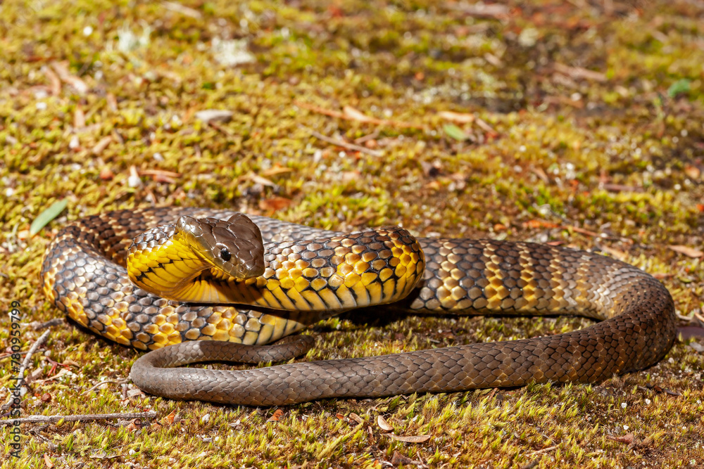 Fototapeta premium Highlly venomous Australian Eastern Tiger Snake