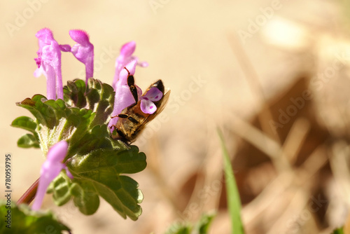 Bee on henbit plant during spring season closeup with blurred background. photo