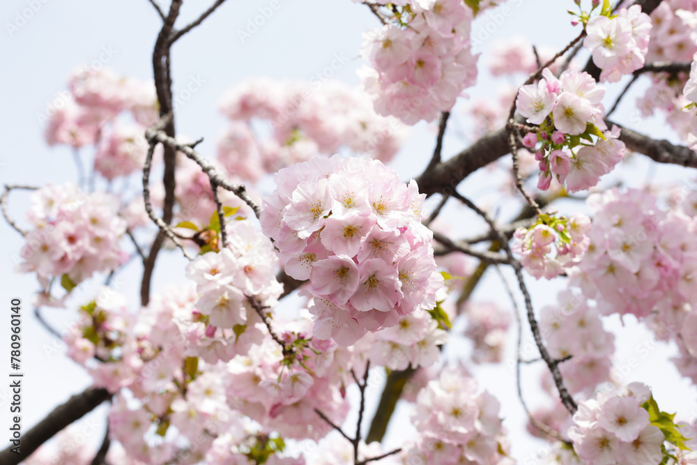 Branches of sakura flowers, cherry blossom Branches of sakura flowers, cherry blossom