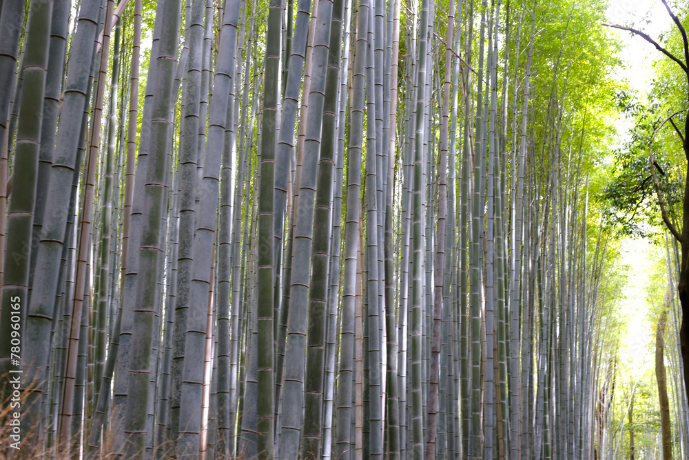 Bamboo trees, Bamboo forest in Kamakura, Tokyo, Japan Bamboo trees, Bamboo forest in Kamakura, Tokyo, Japan