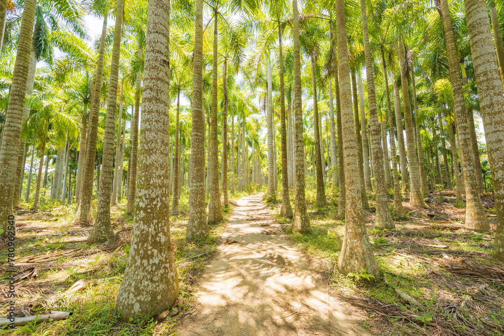 Palm tree jungle near Muse Lake in Qiongzhong, Hainan, China Palm tree jungle near Muse Lake in Qiongzhong, Hainan, China