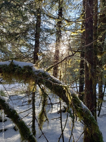 Sun in a forest in winter with snow