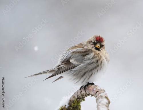 Redpoll songbird close up in winter during a snowstorm