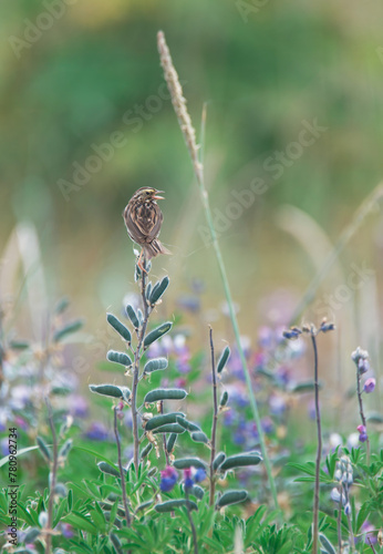 Savannah sparrow with lupin in spring