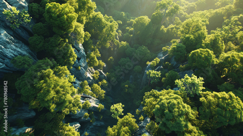 Canopy Glow  A Serene Aerial View of Sunlit Forest Trees and Woodland Paths