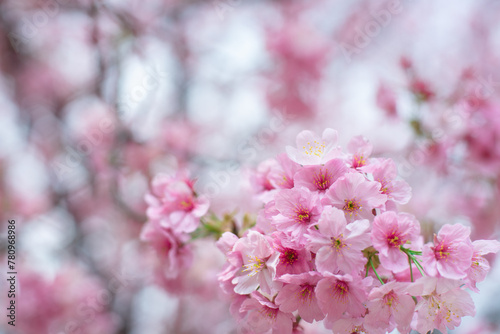 ピンクと白の桜