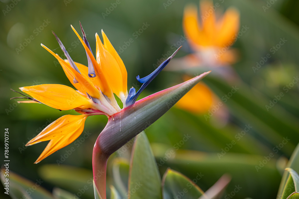 Foto strelitzia orange