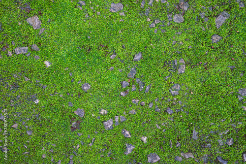 Green moss texture abstract background.