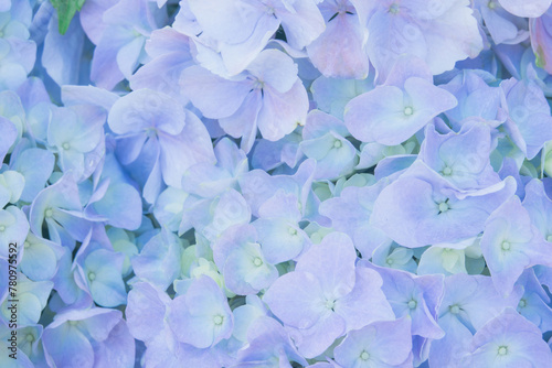 A close up of a bunch of blue flowers