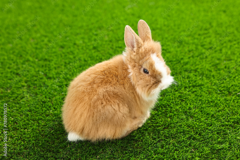 Cute fluffy pet rabbit on green grass Cute fluffy pet rabbit on green grass