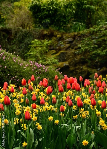 Beautiful tulips at the gardens of Victoria, BC, Canada. Spring flowers and colors