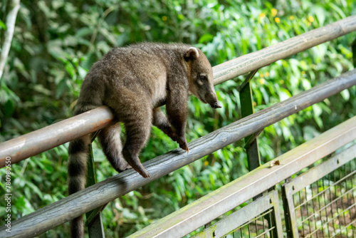 Un coatí (Nasua nasua) descansando en la selva paranaense del Parque Nacional Iguazú photo