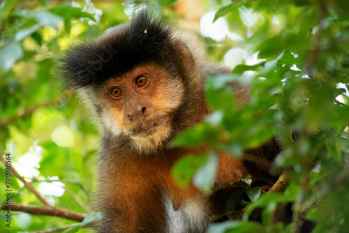 Retrato de un mono caí (Sapajus nigritus) en la selva paranaense del Parque Nacional Iguazú photo