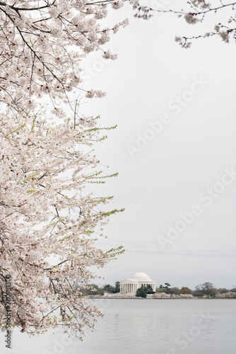 Cherry blossoms on a cloudy day