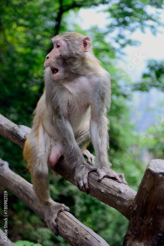 An aroused male macaque monkey looks over his shoulder while sitting on a fence in Zhangjiajie National Forest Park. photo