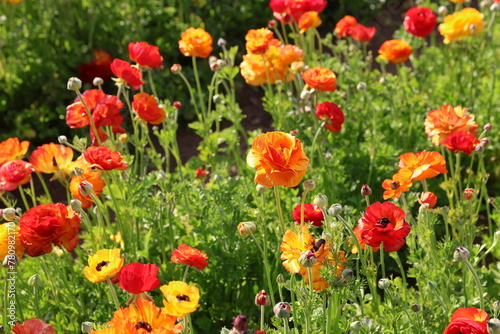 mixed colors ranunculus 