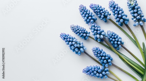 Many blue flowers on white