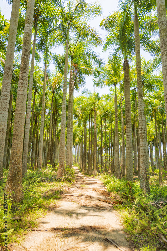 Palm tree jungle near Muse Lake in Qiongzhong, Hainan, China Palm tree jungle near Muse Lake in Qiongzhong, Hainan, China