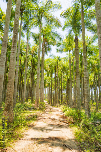 Palm tree jungle near Muse Lake in Qiongzhong  Hainan  China