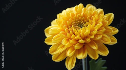 A vase holds a yellow flower
