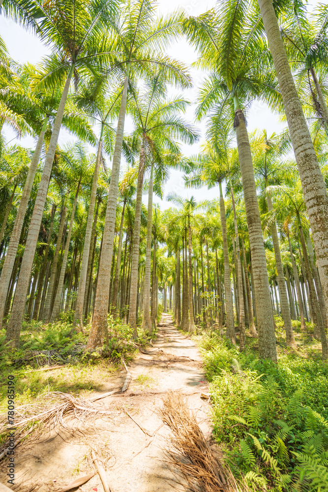Palm tree jungle near Muse Lake in Qiongzhong, Hainan, China Palm tree jungle near Muse Lake in Qiongzhong, Hainan, China
