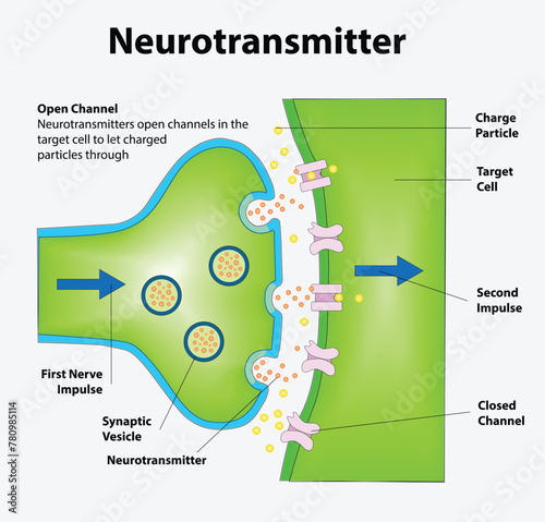 Adobe IllustNeurotransmitters are released from synaptic vesicles of the presynaptic neuron and bind to receptors on the postsynaptic neuron, triggering an impulse through the 2nd neuron.rator Artwork photo