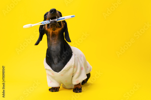 Adorable dachshund wrapped in a bathrobe, holding a toothbrush, against a yellow background, promoting dental hygiene in a fun way.