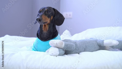 A dachshund dog lies on cozy bed with an orthopedic mattress with a toy in a dog-friendly hotel, blinks sleepily in the morning, waits for the owner Pampered pet in childfree family bedtime, insomnia photo