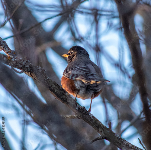 Signs of Spring - American Robin in golden light