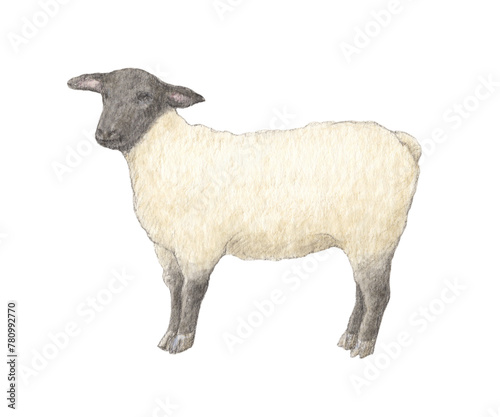 羊(サフォーク）　水彩色鉛筆イラスト
