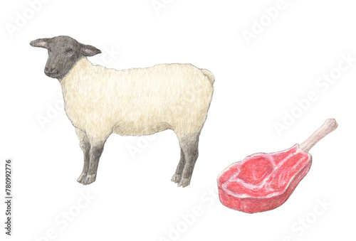 羊と骨つき羊肉　水彩色鉛筆イラスト