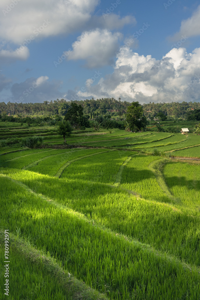 Scenic Maha Ganga paddy ricefiled terraces in rural part of Bali island, Karangasem district on a sunny day